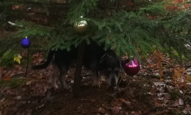 Hund unter dem Weihnachtsbaum