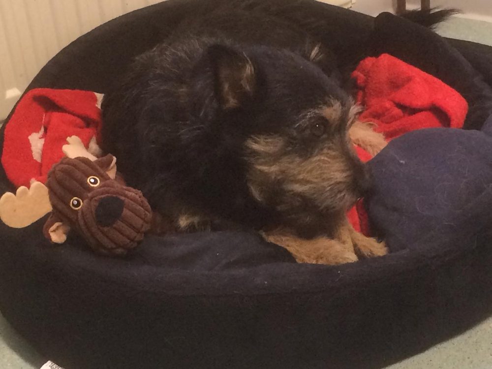 Hund im Körbchen – Tierarztpraxis Pietsch